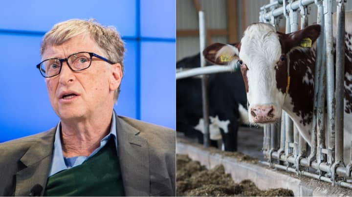 比尔·盖茨（Bill Gates）捐赠了4000万美元来创造超级母牛以消除世界贫困