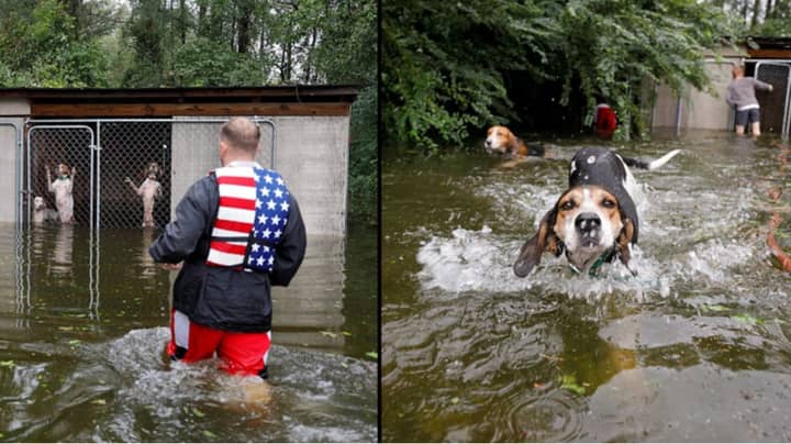 飓风佛罗伦萨英雄志愿者拯救了六只狗被锁定的笼子
