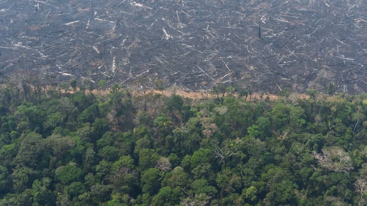 亚马逊雨林失去了相当于840万足球赛的统计数据