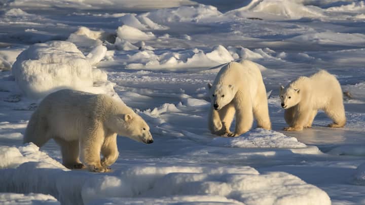 科学家说，北极熊之间的食人正在上升。