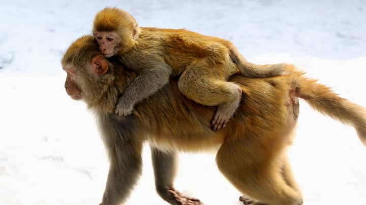 卡车携带100只动物撞车后，实验室猴子逃脱了