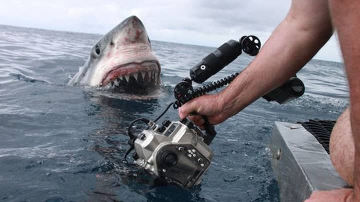 男人捕获了距嘴仅几英寸英寸的大白鲨的令人难以置信的照片