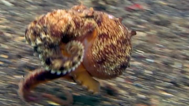 怪异的视频显示了章鱼地板上章鱼的“步行”如何