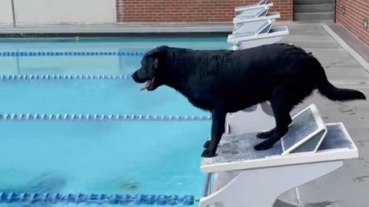 金牌得主训练他的狗像奥林匹克游泳者一样参加比赛