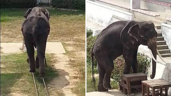 严重的体重不足大象被迫执行马戏团技巧
