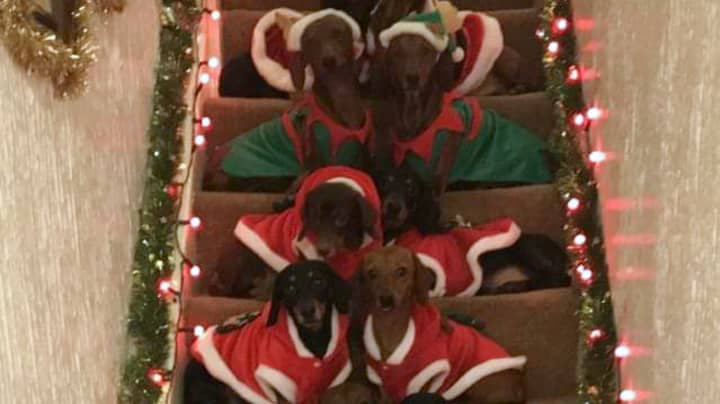 骄傲的主人收集他的17只香肠狗来获得终极圣诞节照片