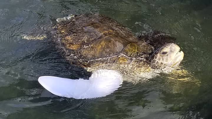 截肢者海龟第一次游泳