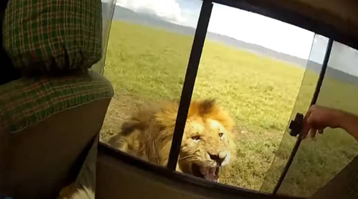 打开宠物狮子的窗户立即后悔的游客“width=