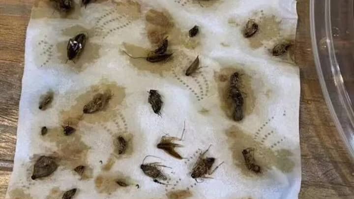 女人在外卖餐中发现了40多个死蟑螂