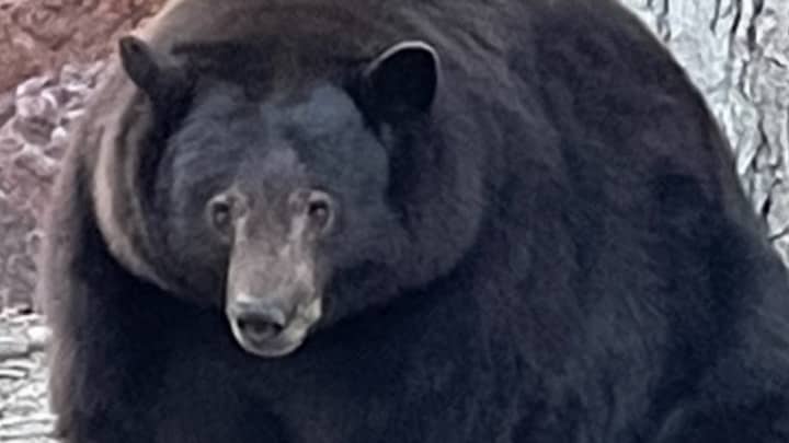 巨人熊“坦克”不断闯入人们的家园并吃食物