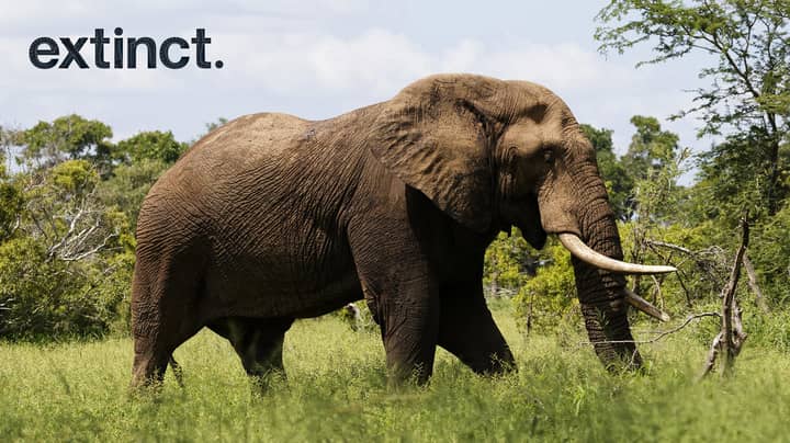 大象正在发展成为“无象牙”，因为偷猎者正在寻找象牙