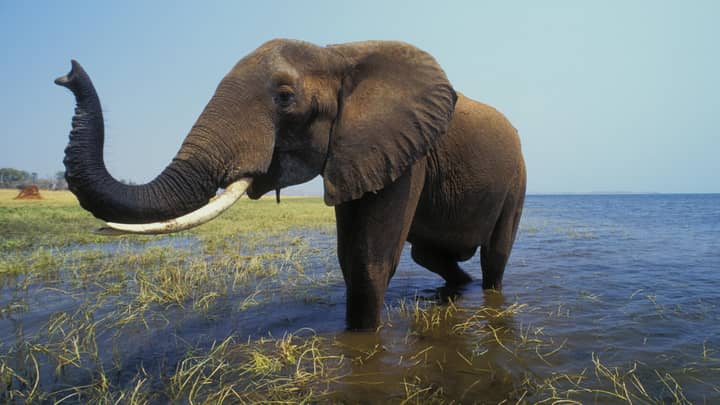 津巴布韦出售濒危大象的“狩猎权”以促进旅游业