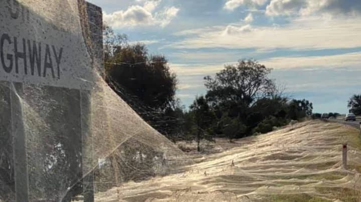照片显示澳大利亚洪水后的“蜘蛛apocolepapyse”