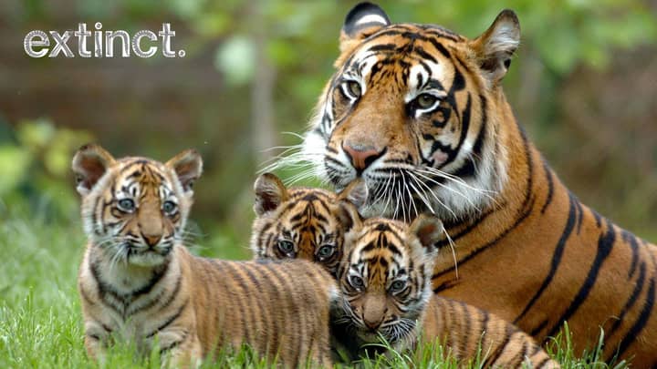 动物慈善机构说，老虎可能在十年内灭绝。