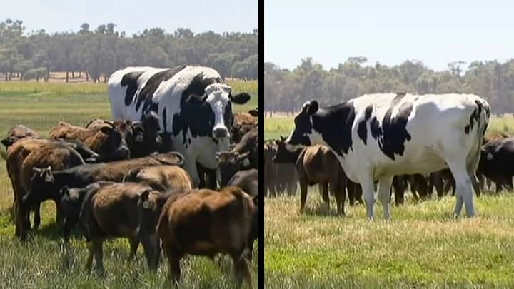 “世界上最大的牛”既不是牛，也不是特别大