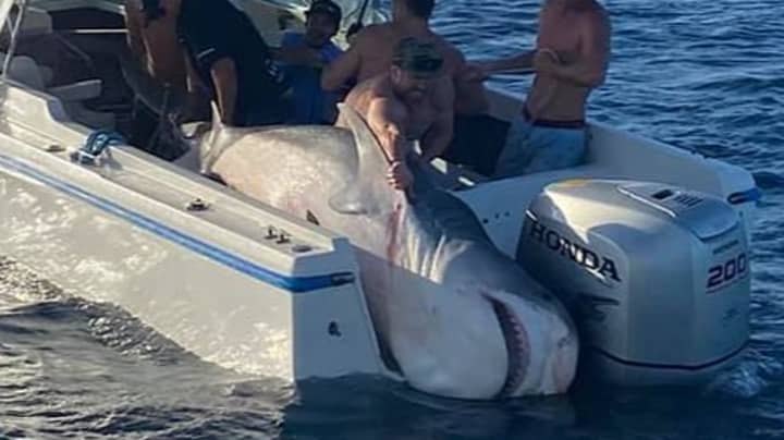 渔民在悉尼海岸附近捕获了394公斤的老虎鲨