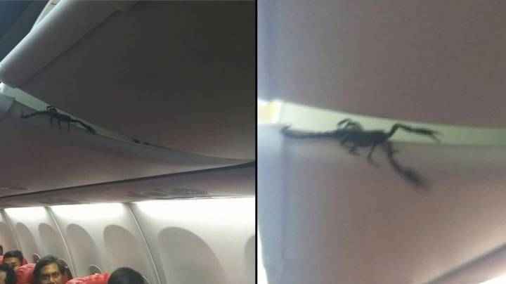 惊吓的飞机乘客拍摄头顶舱里发现的活蝎子