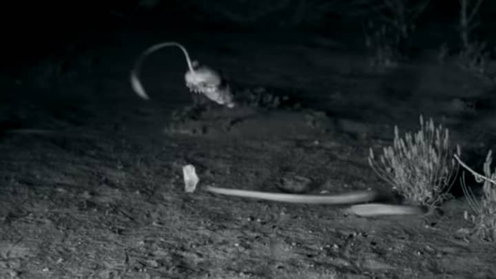 高速摄像头显示“忍者”袋鼠大鼠逃避响尾蛇攻击