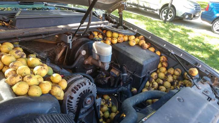 男人发现松鼠在他的引擎中藏了158公斤的坚果