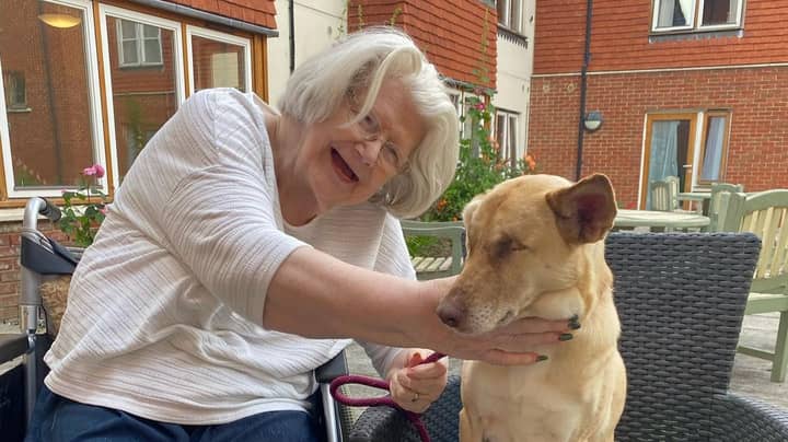 盲目治疗狗曾经用作目标练习与她的“最喜欢的”养老院居民团聚