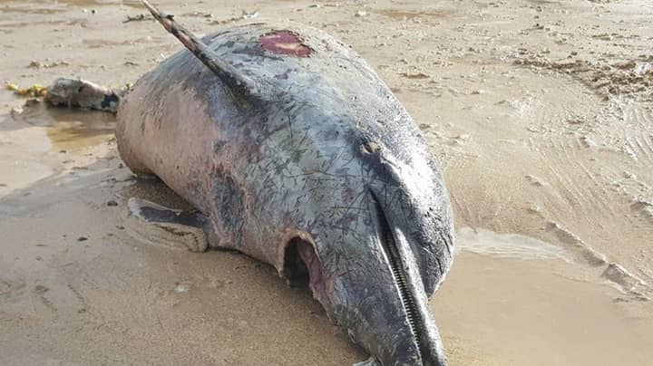 当地人担心鲨鱼可能会缠扰英国海岸，因为发现半海豚被洗净了“width=