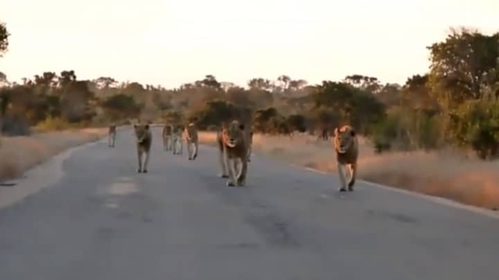 旅游视频令人难以置信的相遇与南非的母狮自豪感