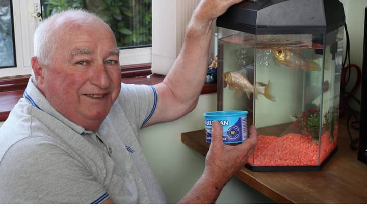 英国最古老的金鱼赢得了1974年的奖项，享年44岁