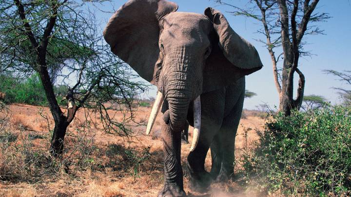 南非的Safari Group的大象收费几乎翻转卡车