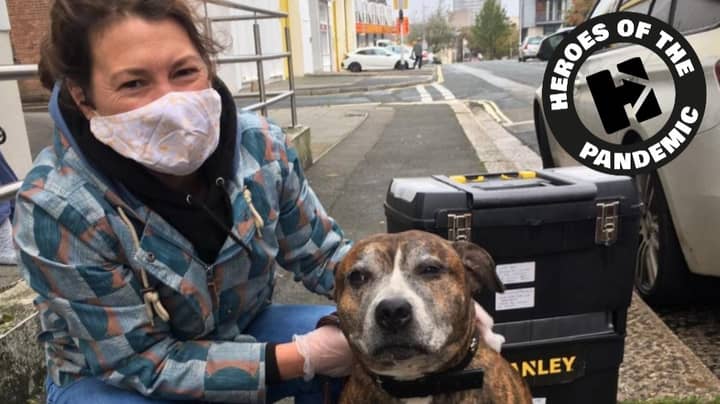 兽医在街上为数百只无家可归的人的宠物提供照顾