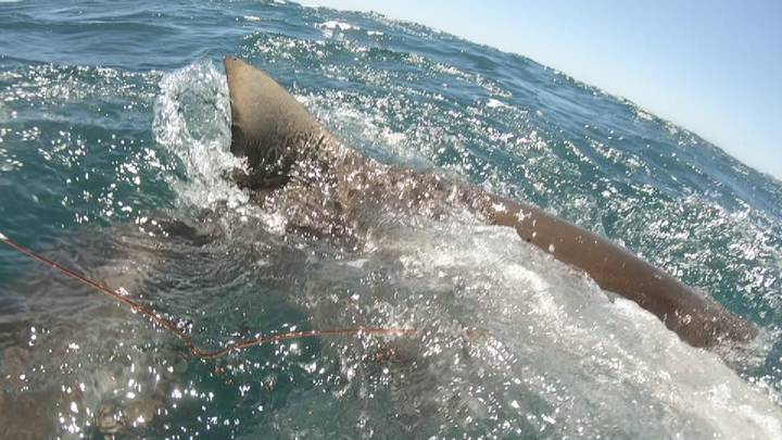 视频捕获鲨鱼几乎咬了青少年的手，同时留下矛“width=