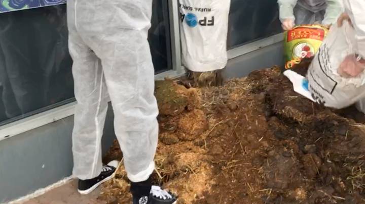 气候变化活动家在澳大利亚政客办公室外倾倒肥料