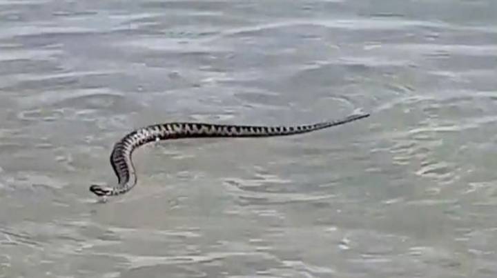 有毒的蛇在威尔士的海滩上看到在水中游泳“width=