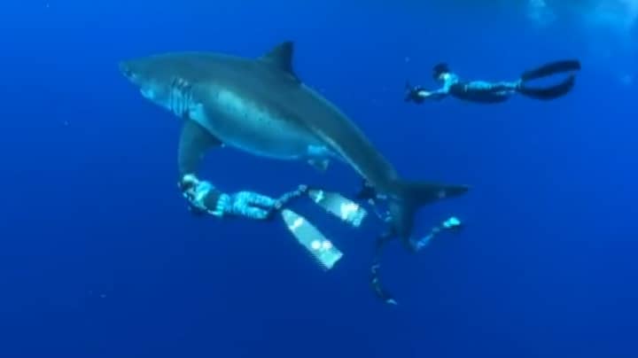 潜水员发现世界上有史以来最大的大白鲨在鲸鱼上盛宴