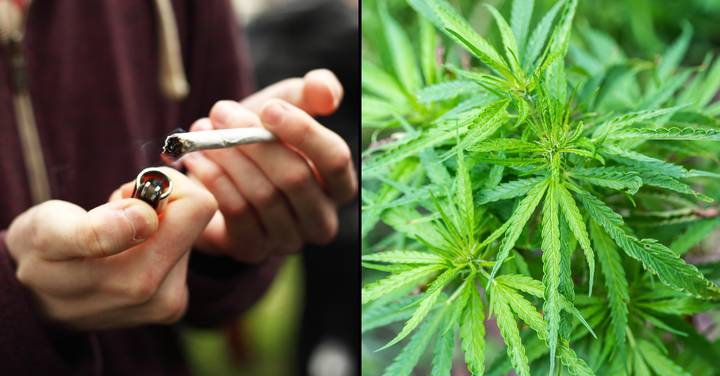 欧洲的第一个国家已将大麻合法化供个人使用
