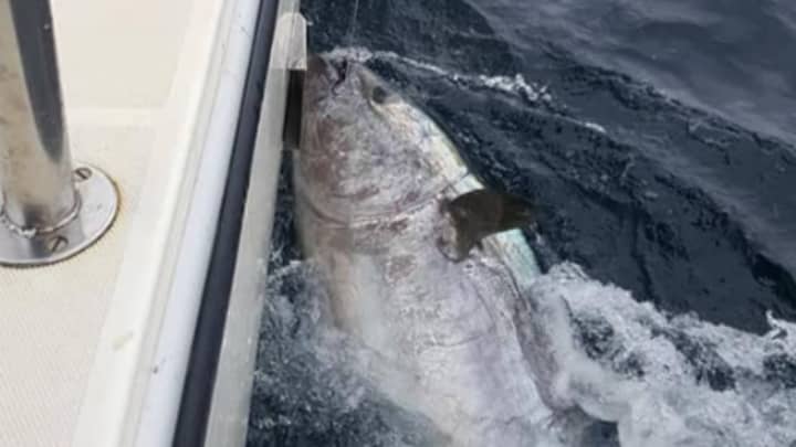 渔夫捕获8.5英尺的蓝鳍金枪鱼，价值250万英镑，但将其扔回去
