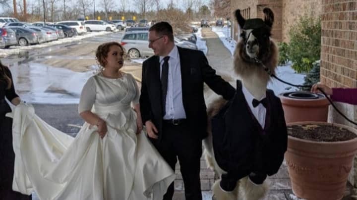盖伊实现了将美洲驼带参加姐姐的婚礼的诺言