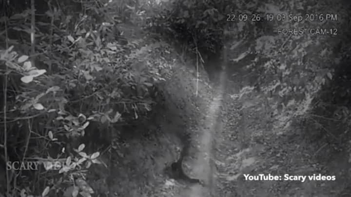 视频显示幽灵攻击小男孩在森林中