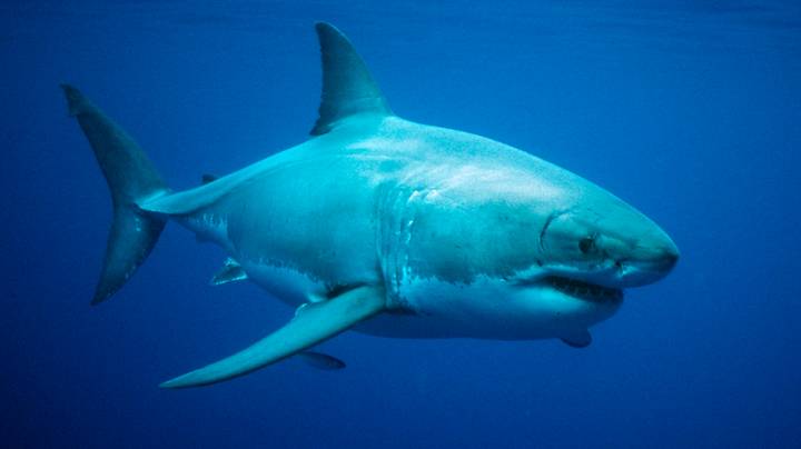 澳大利亚正在将鲨鱼袭击重新命名为“负面遭遇”，以阻止人们认为鲨鱼不好
