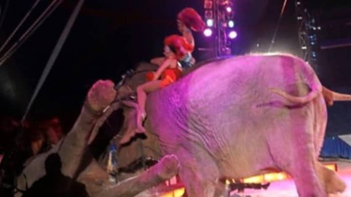 在德国马戏团表演期间，在人群中表演大象指控