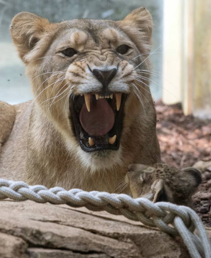 熊射死在狮子，老虎和捷豹逃脱德国动物园的死亡