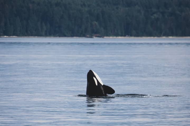现在怀孕了三只濒临灭绝的鲸鱼，可以节省物种
