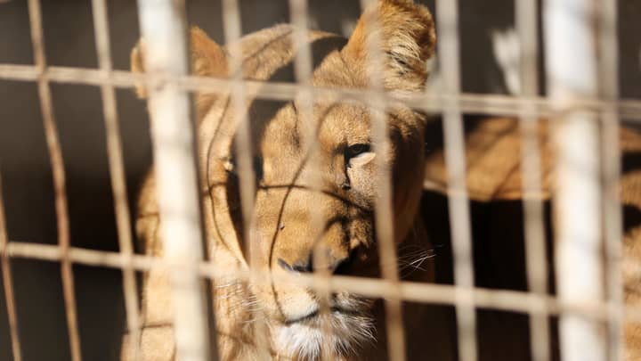 加沙动物园撕开了狮子幼崽的爪子，因此可以“与游客友好”