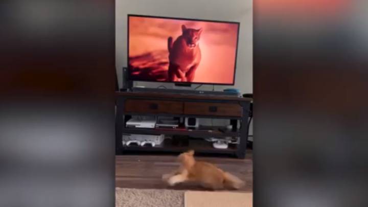 猫在电视上在他面前的电视上奔跑而害怕
