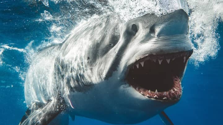 摄影师捕获了令人难以置信的鲨鱼的特写镜头