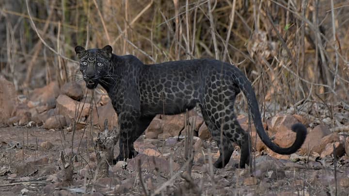 旅游捕捉极为罕见的黑色豹子，在第一次野生动物园之旅中“width=