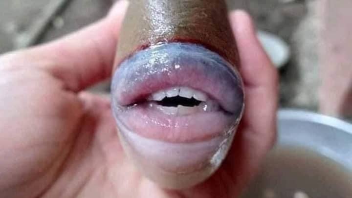 奇异的鱼，像马来西亚捕获的人类牙齿