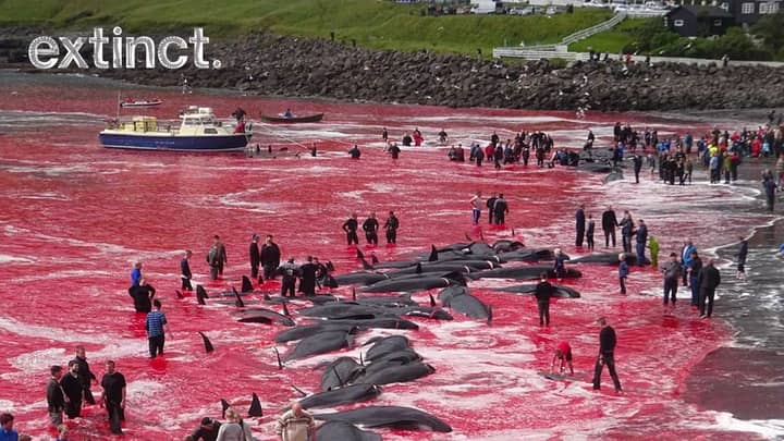 海左红色，因为在残酷的法罗群岛活动中杀死了180多鲸“width=
