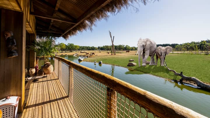 豪华英国野生动物园公园旅馆提供大象和猎豹的住宿
