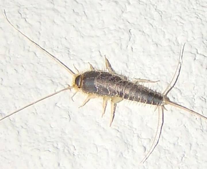 现在可能有一种史前昆虫感染您的房屋