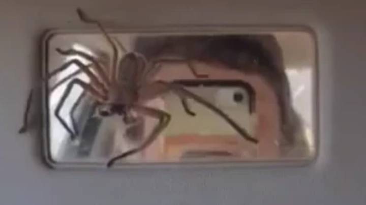 恐怖时刻乘客与巨型蜘蛛面对面